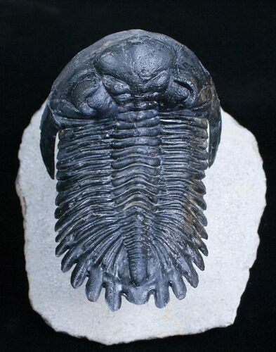 Flying Hollardops Trilobite - Great Preservation #3968